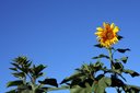 sunflower-bg-thumb.jpg